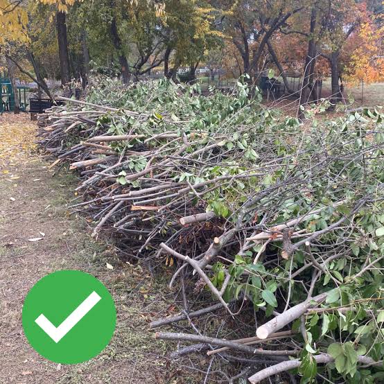 Pile of cut branches and green clippings piled along a park path under autumn trees.